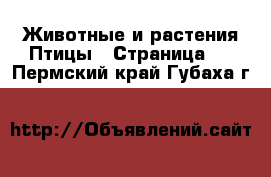 Животные и растения Птицы - Страница 2 . Пермский край,Губаха г.